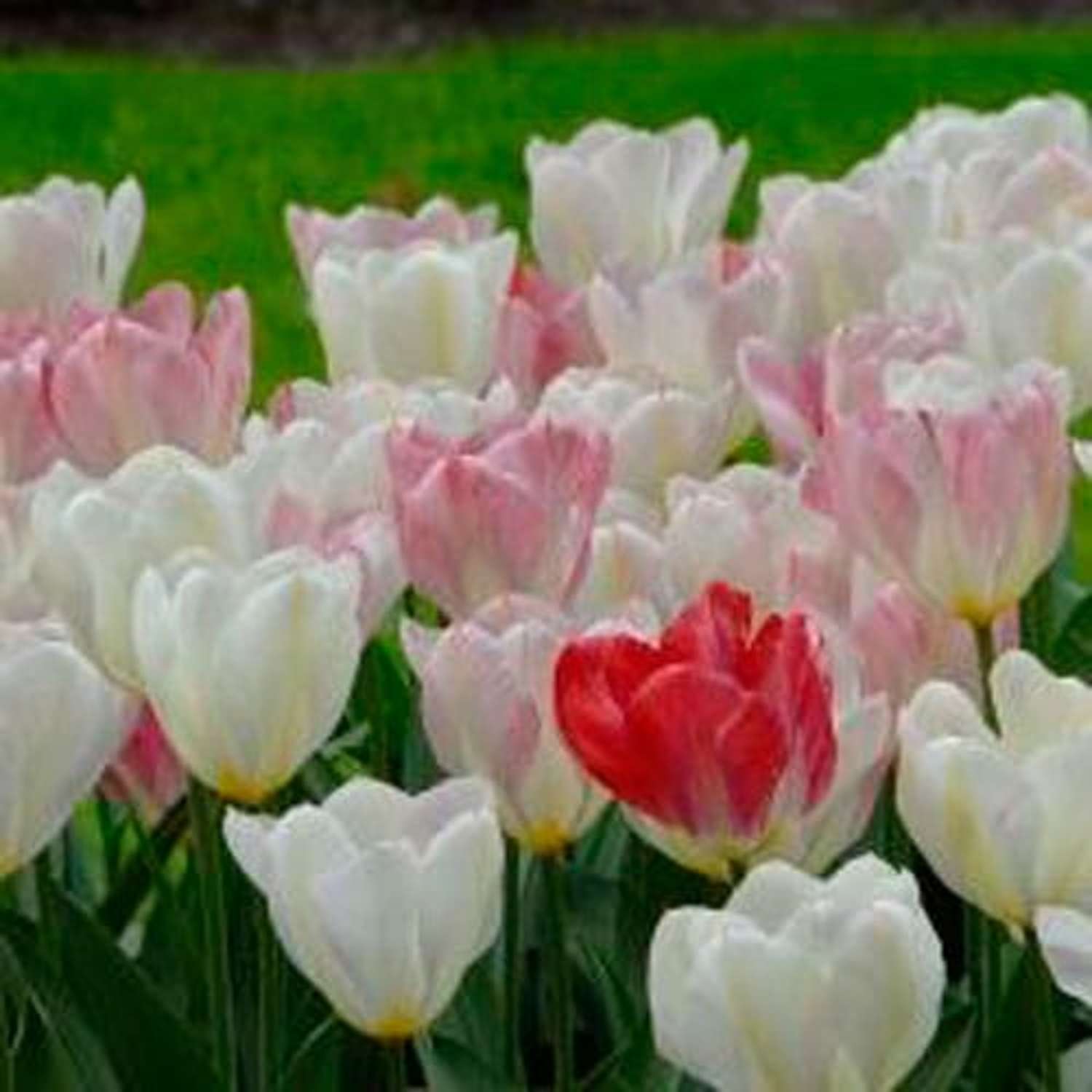 Tulpe 'Flaming Purissima' - Tulipaner